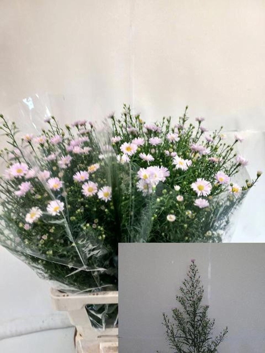 <h4>ASTER CLAUDIA AST CLAUDIA</h4>
