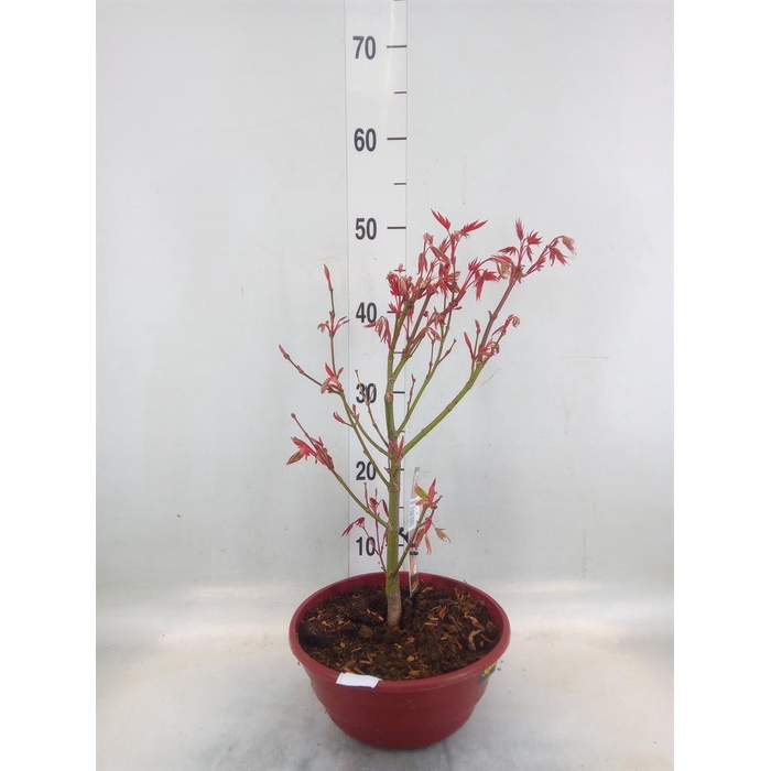 <h4>Acer palmatum 'Atropurpureum'</h4>