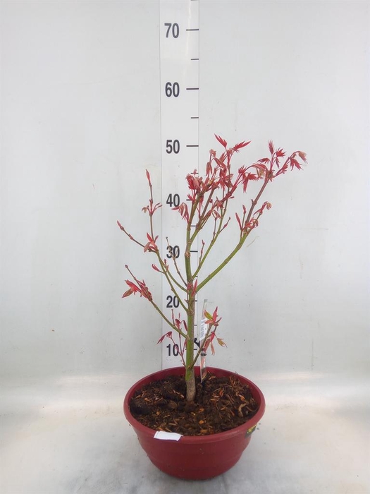<h4>Acer palmatum 'Atropurpureum'</h4>