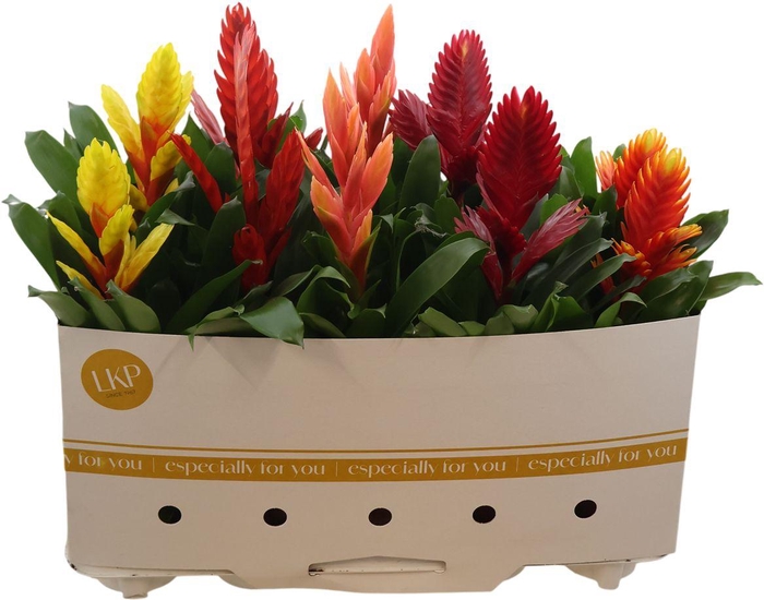 <h4>Vries Gem 8 Srt</h4>