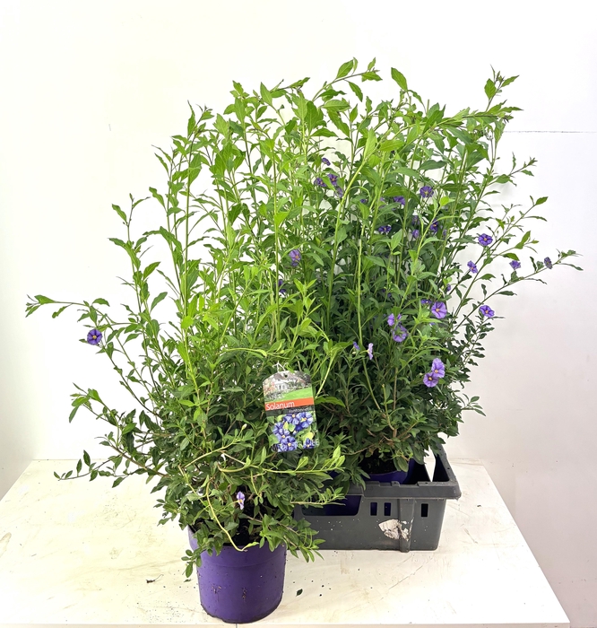 <h4>SOLANUM OV</h4>