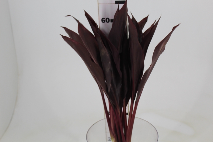<h4>FOLHAGEM DRACENA RUBRA VINHO</h4>