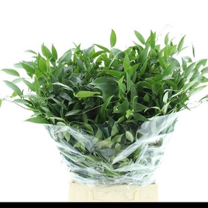 RUSCUS SOFT SHORT 200GRAM