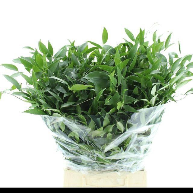 <h4>RUSCUS SOFT SHORT 200GRAM</h4>