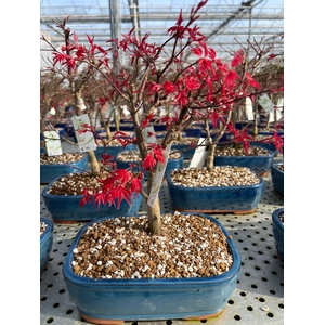 Acer palmatum deshojo, pot 22cm.
