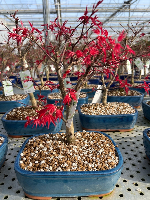 <h4>Acer palmatum deshojo, pot 22cm.</h4>