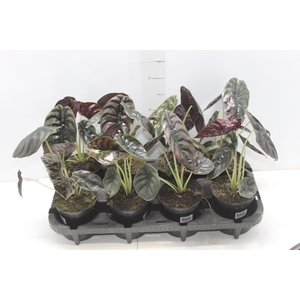 ALOCASIA CUPREA P12