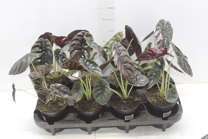 <h4>ALOCASIA CUPREA P12</h4>