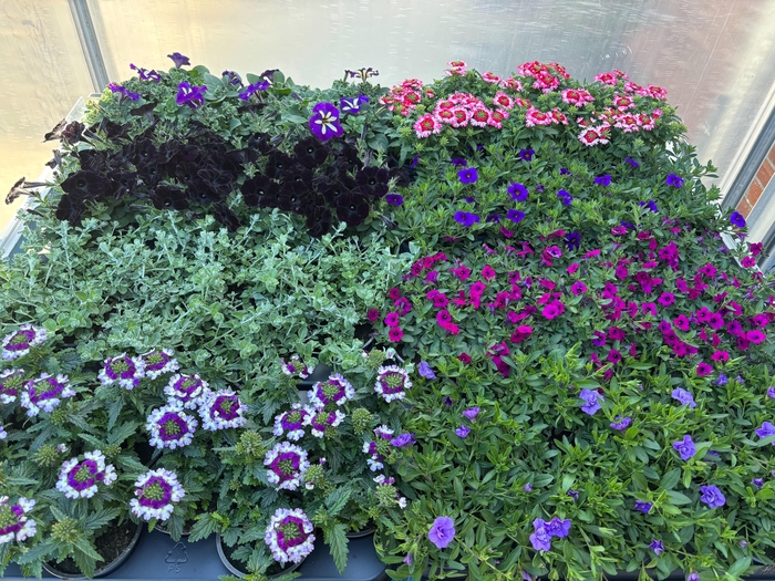 <h4>PERKPL MIXK</h4>