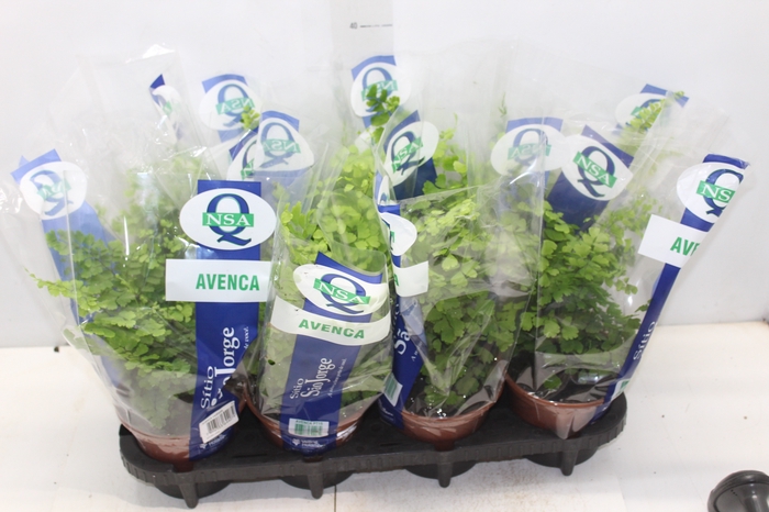 <h4>AVENCA VARIADA P15</h4>