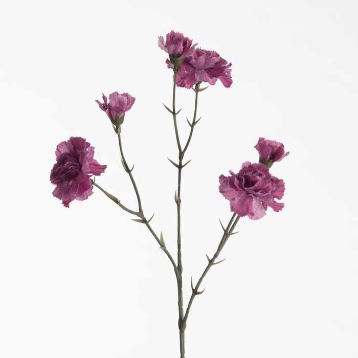 <h4>Af Dianthus X6 L56cm D.pink</h4>