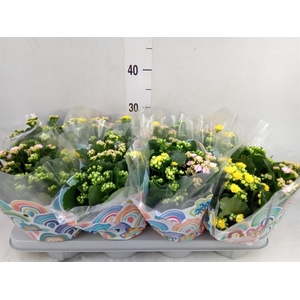 Kalanchoe blos.   ..rosebud mix/pot