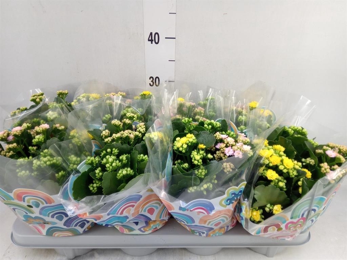 <h4>Kalanchoe blos.   ..rosebud mix/pot</h4>