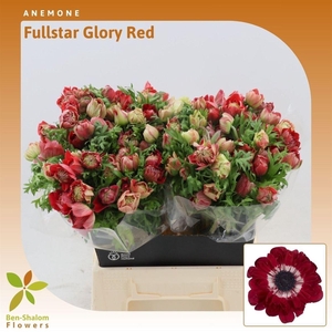 Anemone Fullstar Glory Red