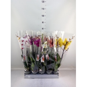 Phalaenopsis   ...mix  7