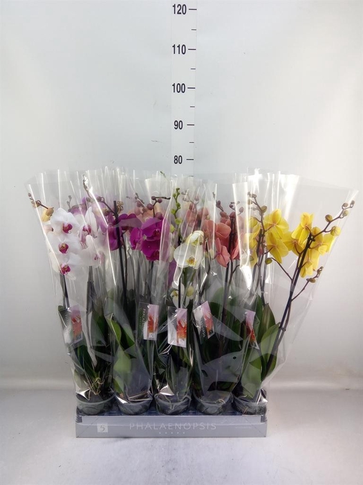 <h4>Phalaenopsis   ...mix  7</h4>