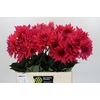 Dahlia Pink Punk