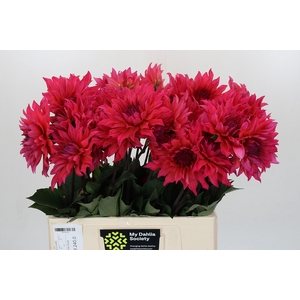 Dahlia Pink Punk