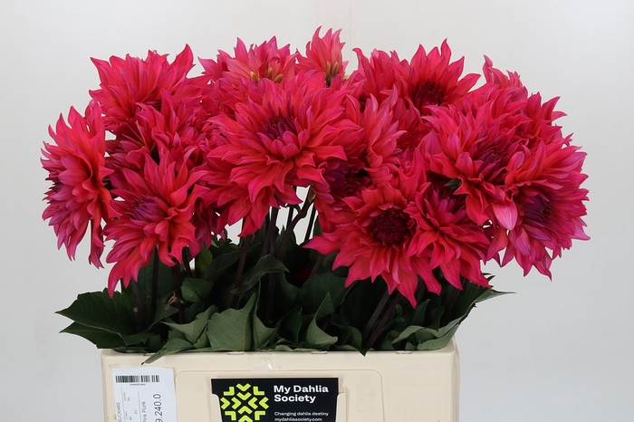 <h4>Dahlia Pink Punk</h4>