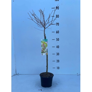 SALIX IN HAKURO NISH