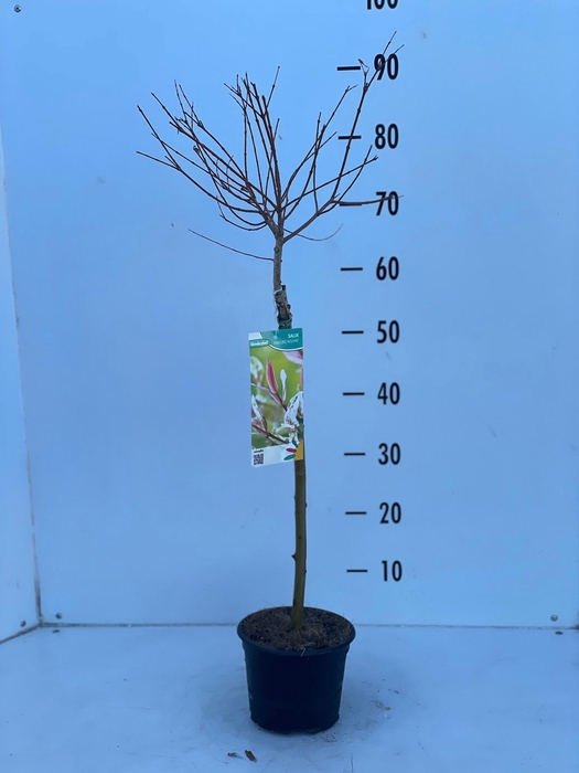 <h4>SALIX IN HAKURO NISH</h4>