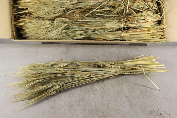 <h4>DF Hordeum (Gerst) Bs</h4>