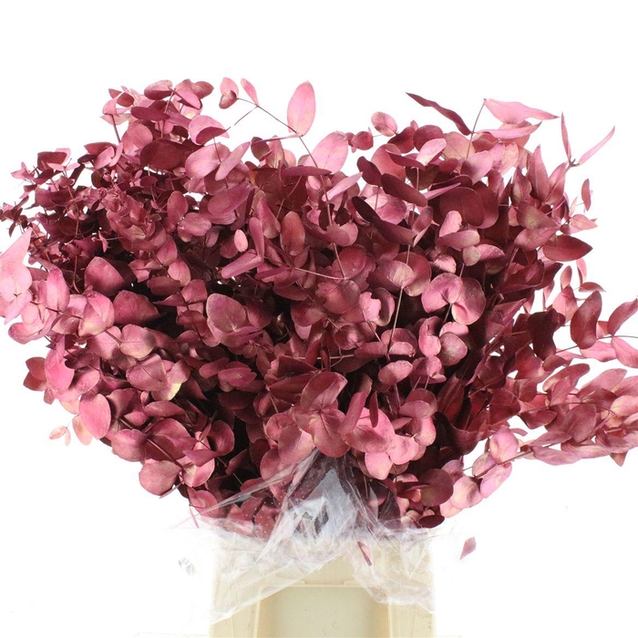 Euca Klb Cinerea Wine