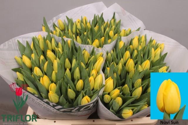 <h4>TU EN NOVI SUN</h4>