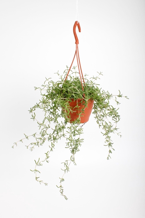 <h4>Senecio Twinkle littele Star</h4>