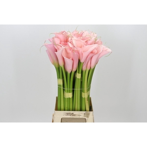 Zantedeschia Eydolls Pink
