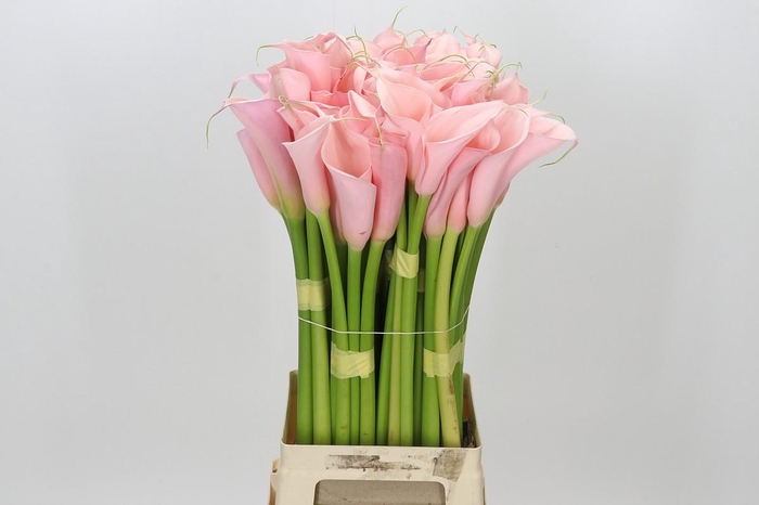 Zantedeschia Eydolls Pink
