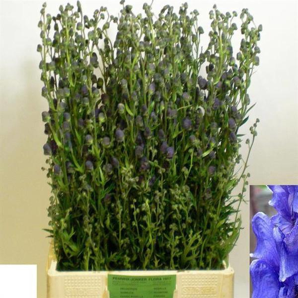 <h4>Aconitum Pyramidale Penninx</h4>