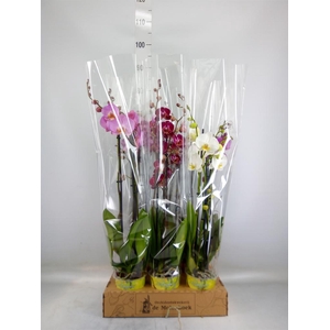 Phalaenopsis   ...mix  4