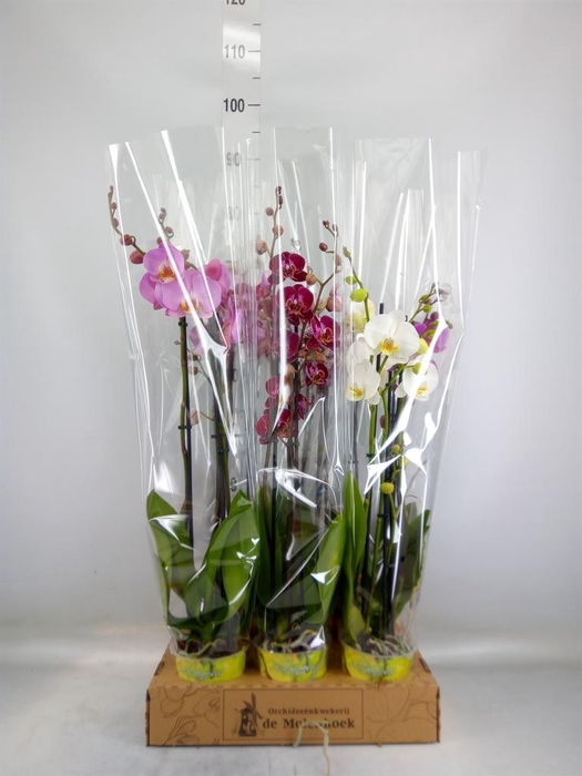 <h4>Phalaenopsis   ...mix  4</h4>