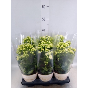 Kalanchoe  'Sunny White'