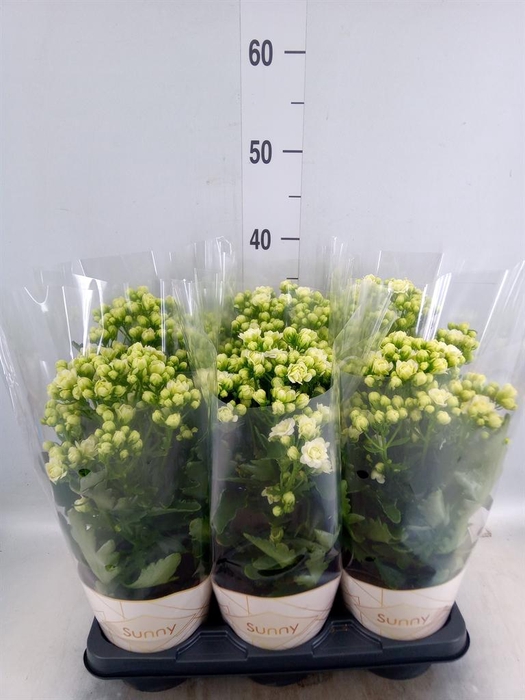 <h4>Kalanchoe  'Sunny White'</h4>