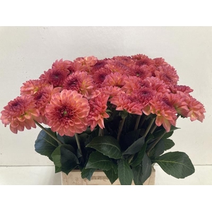 Dahlia Sebastian Punthuis