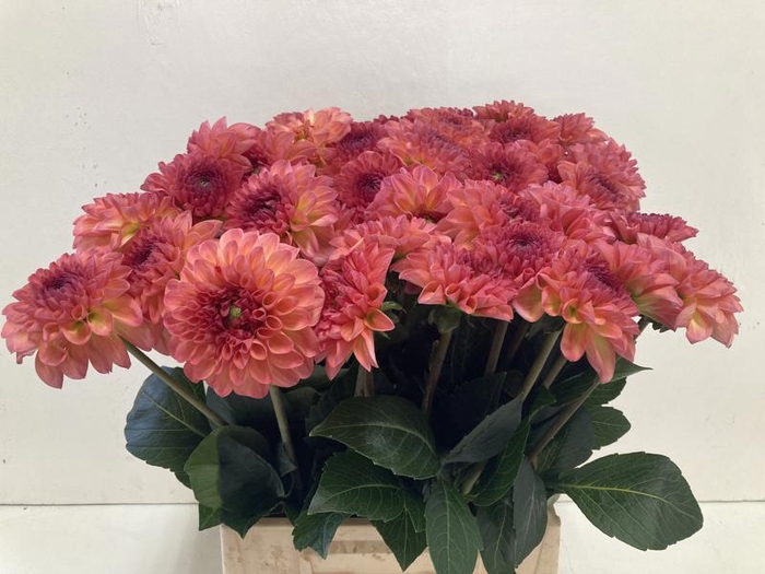 <h4>Dahlia Sebastian Punthuis</h4>