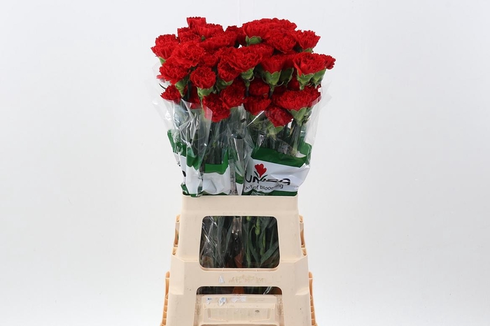 <h4>Di St Red Marthe</h4>