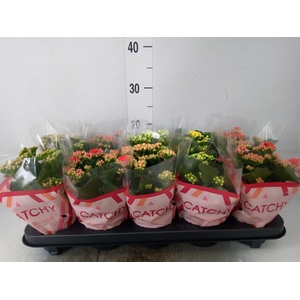 Kalanchoe blos.   ..rosebud mix  5