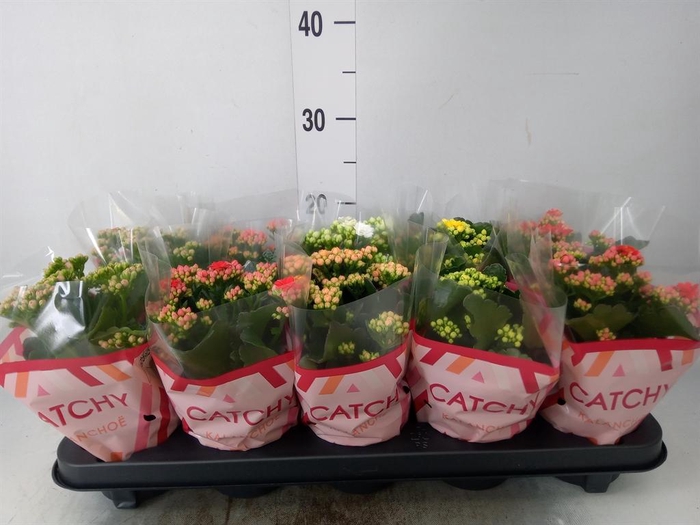 <h4>Kalanchoe blos.   ..rosebud mix  5</h4>