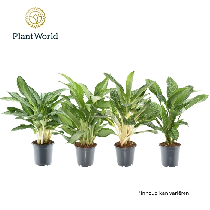 <h4>Aglaonema gemengd</h4>