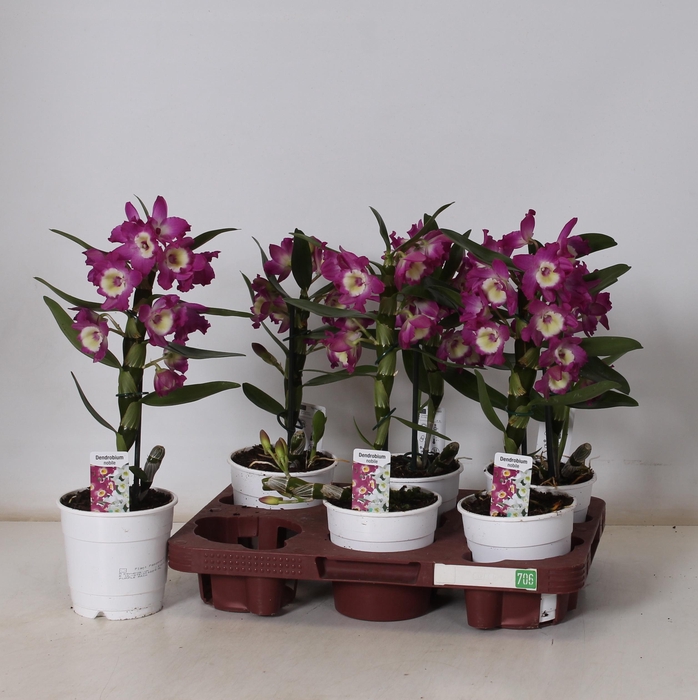 <h4>DEND NOBILE</h4>