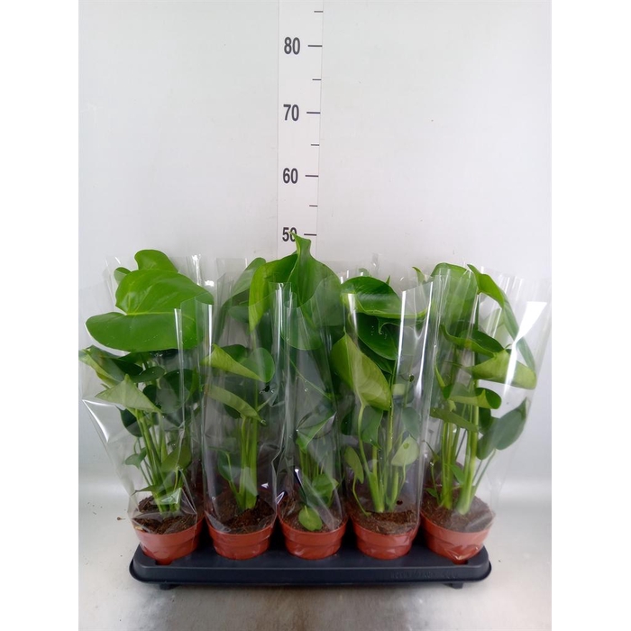 <h4>Monstera delic.</h4>