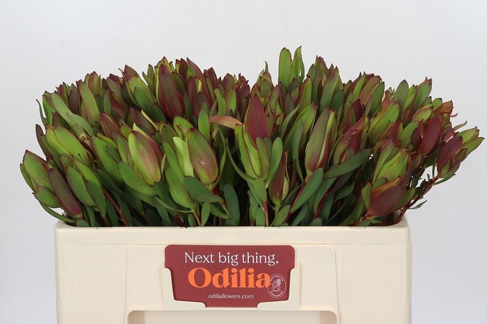 <h4>LEUCAD SENORITA</h4>