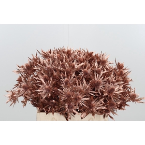 Eryn Orion Kl Bh Koper