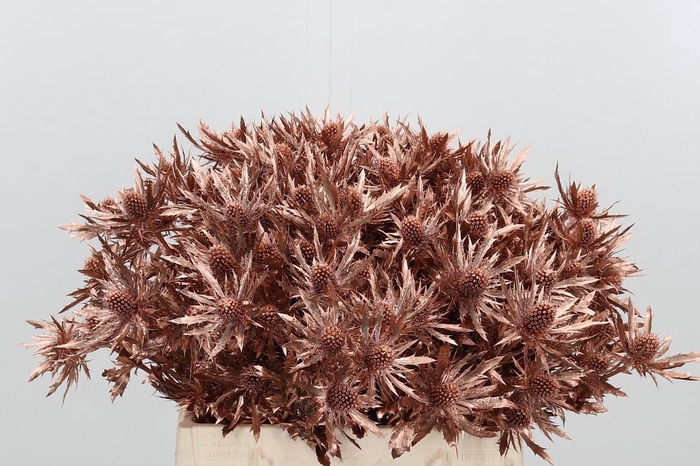 <h4>Eryn Orion Kl Bh Koper</h4>