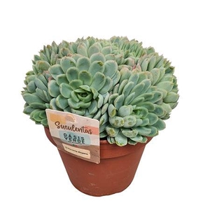 Echeveria Elegans - 1154