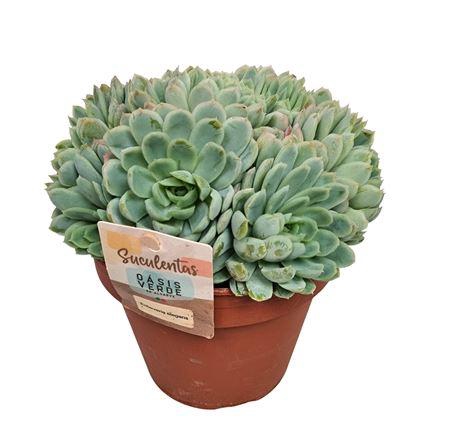 Echeveria Elegans - 1154
