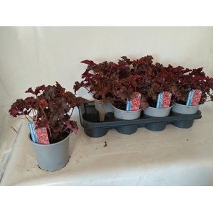 HEUCH MICRANTHA